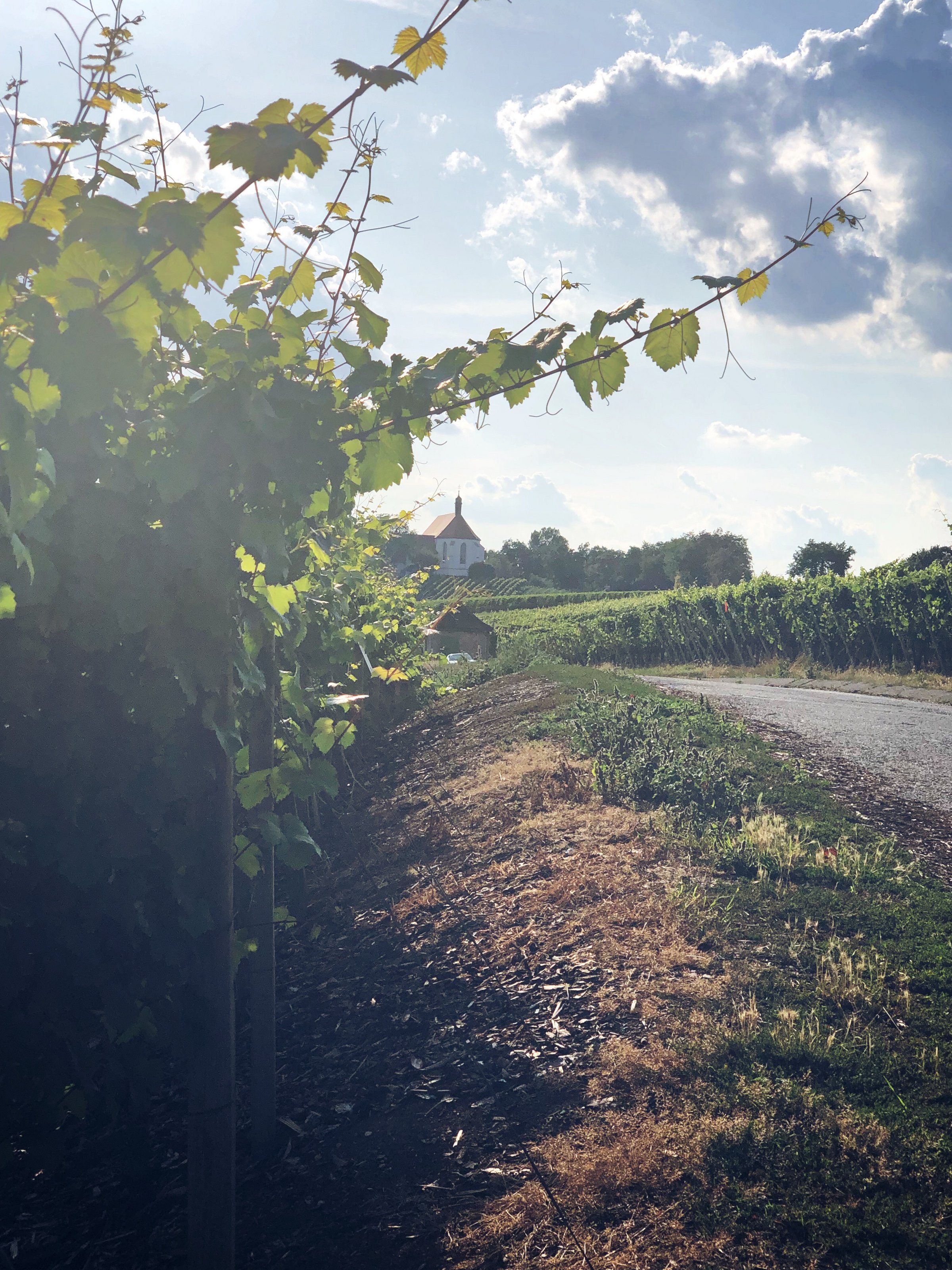 Dieses Bild zeigt die Vogelsburg und den Weinberg im Spätsommer 