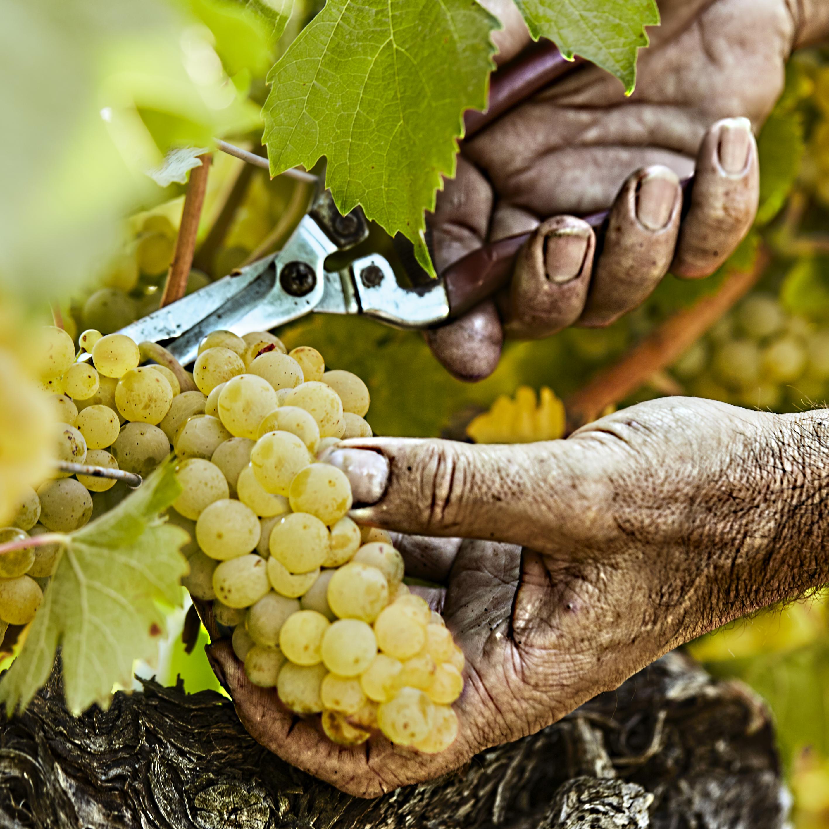 Hände bei der Weinlese