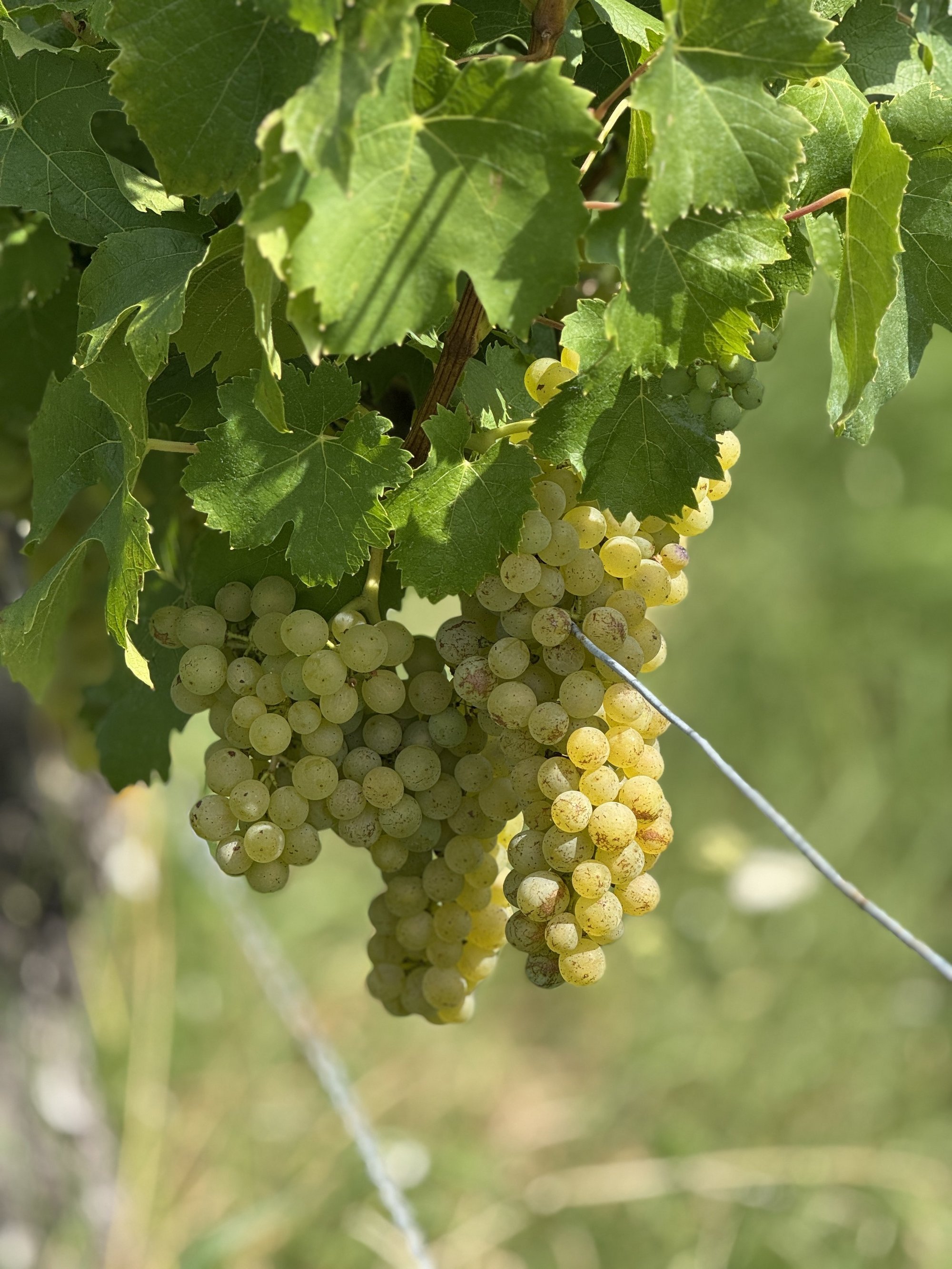 Es sind reife, weiße Trauben am Rebstock im Weinberg zu sehen. 