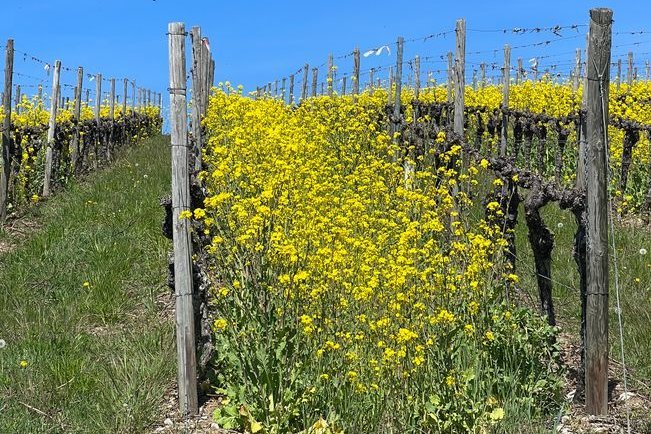 Raps im Weinberg