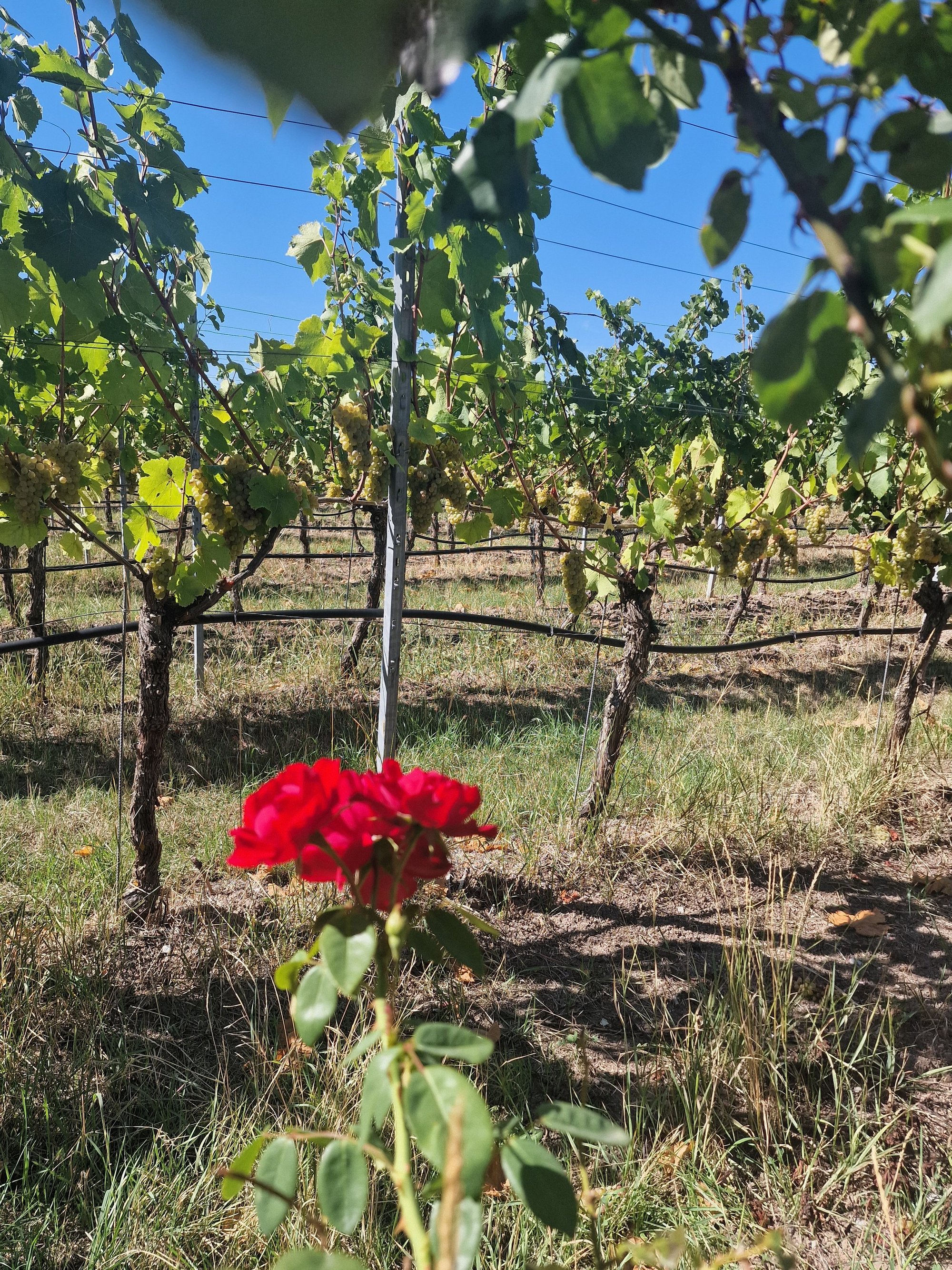 Rose vor Reben