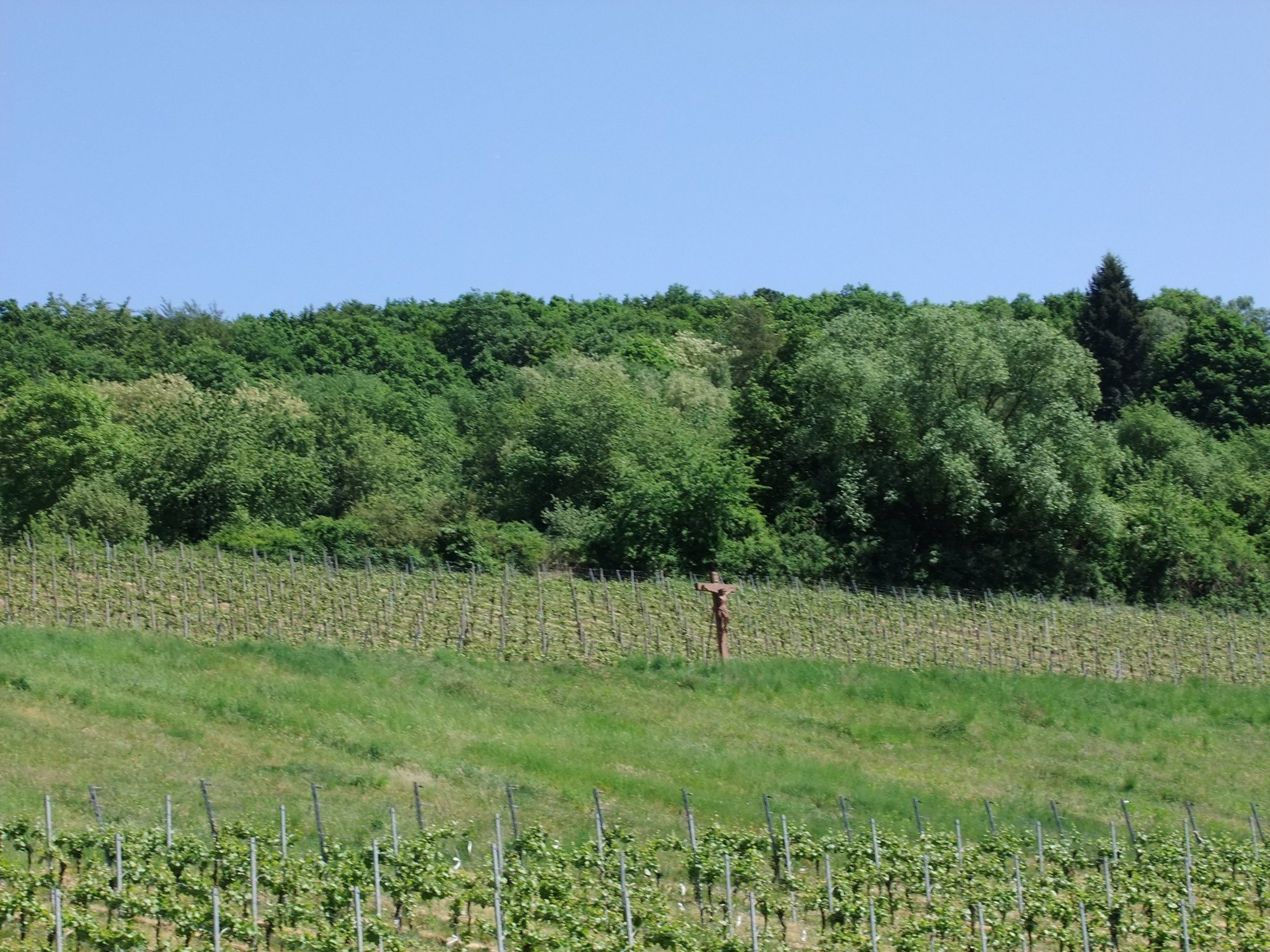 Weinberg mit Buntsandsteinkreuz mittendrin