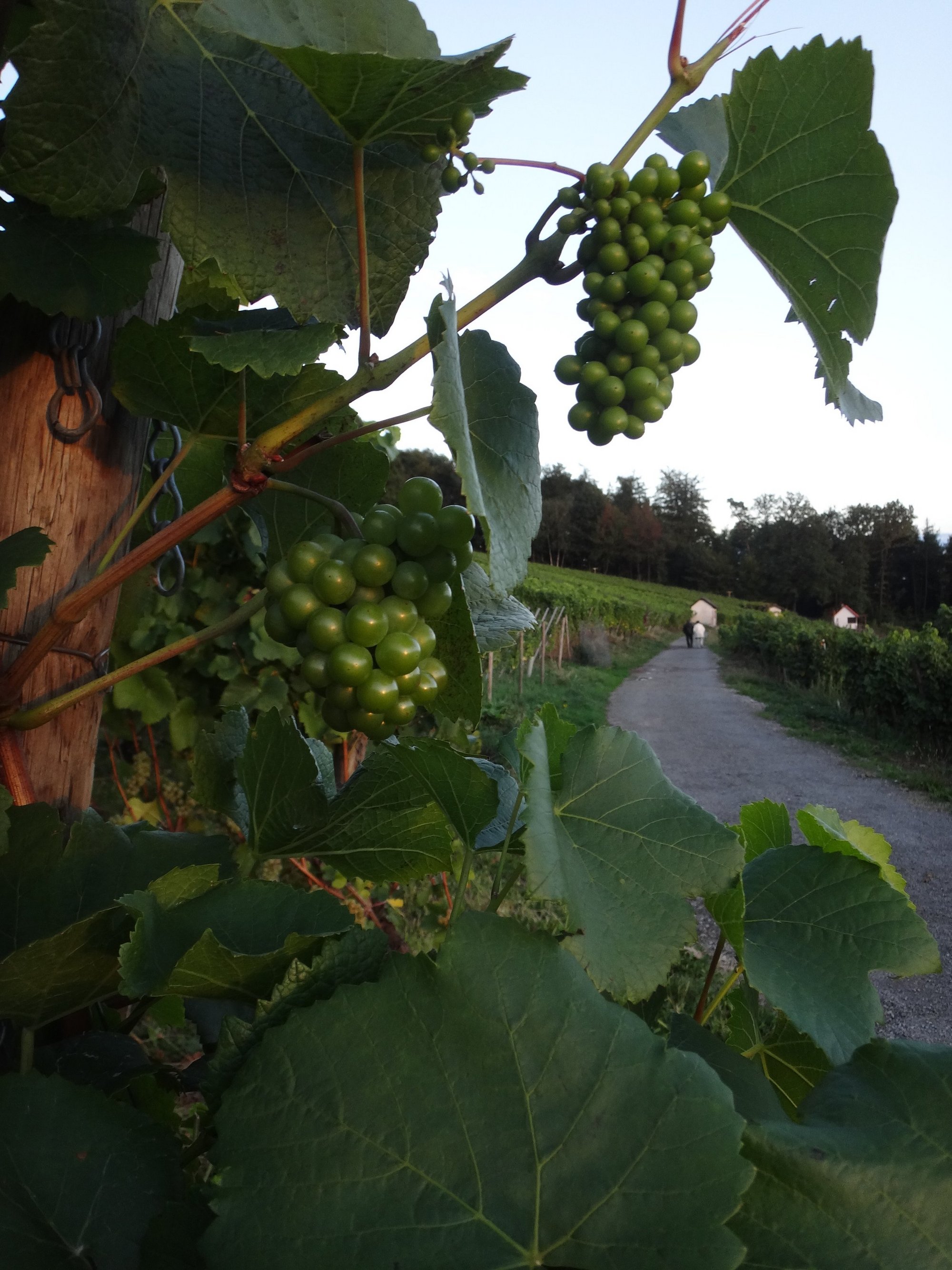 Weintrauben an Reben im Weinberg