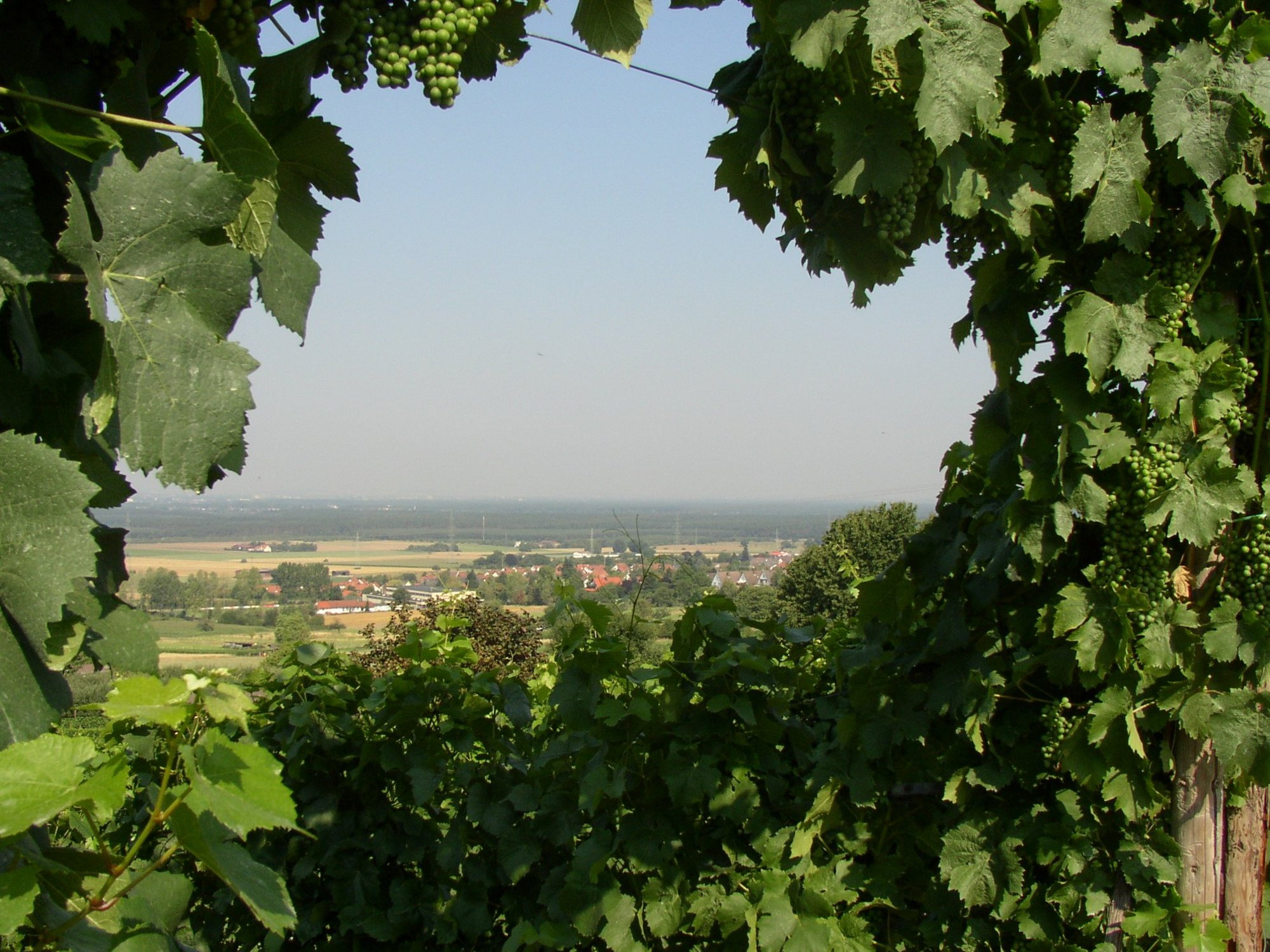 Es wird ein Ausblick vom Weinberg aus gezeigt.