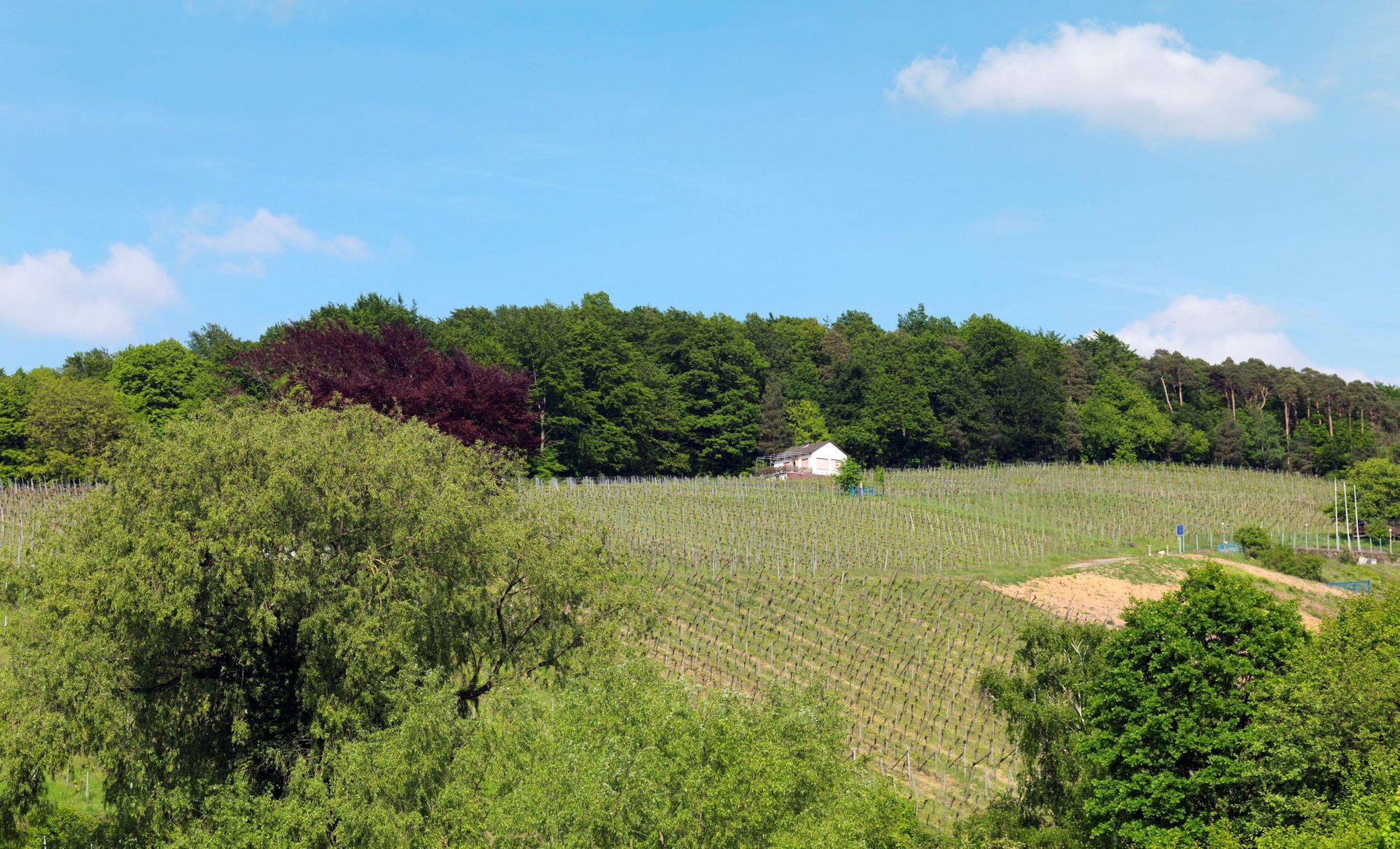 Weinberg mit im Hintergrund Weinbergshäuschen