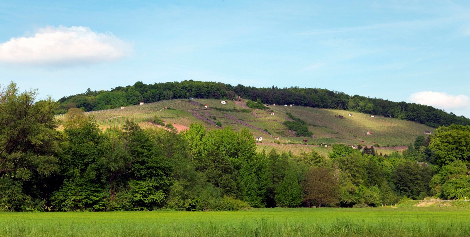 im Hintergrund der Michelbacher Apostelgarten-Weinberg