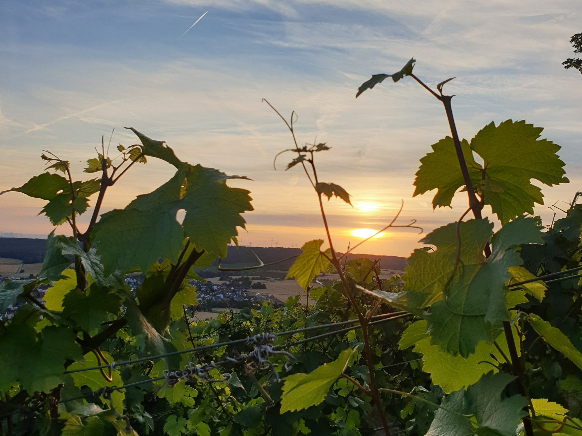 Untergehende Sonne im Weinberg