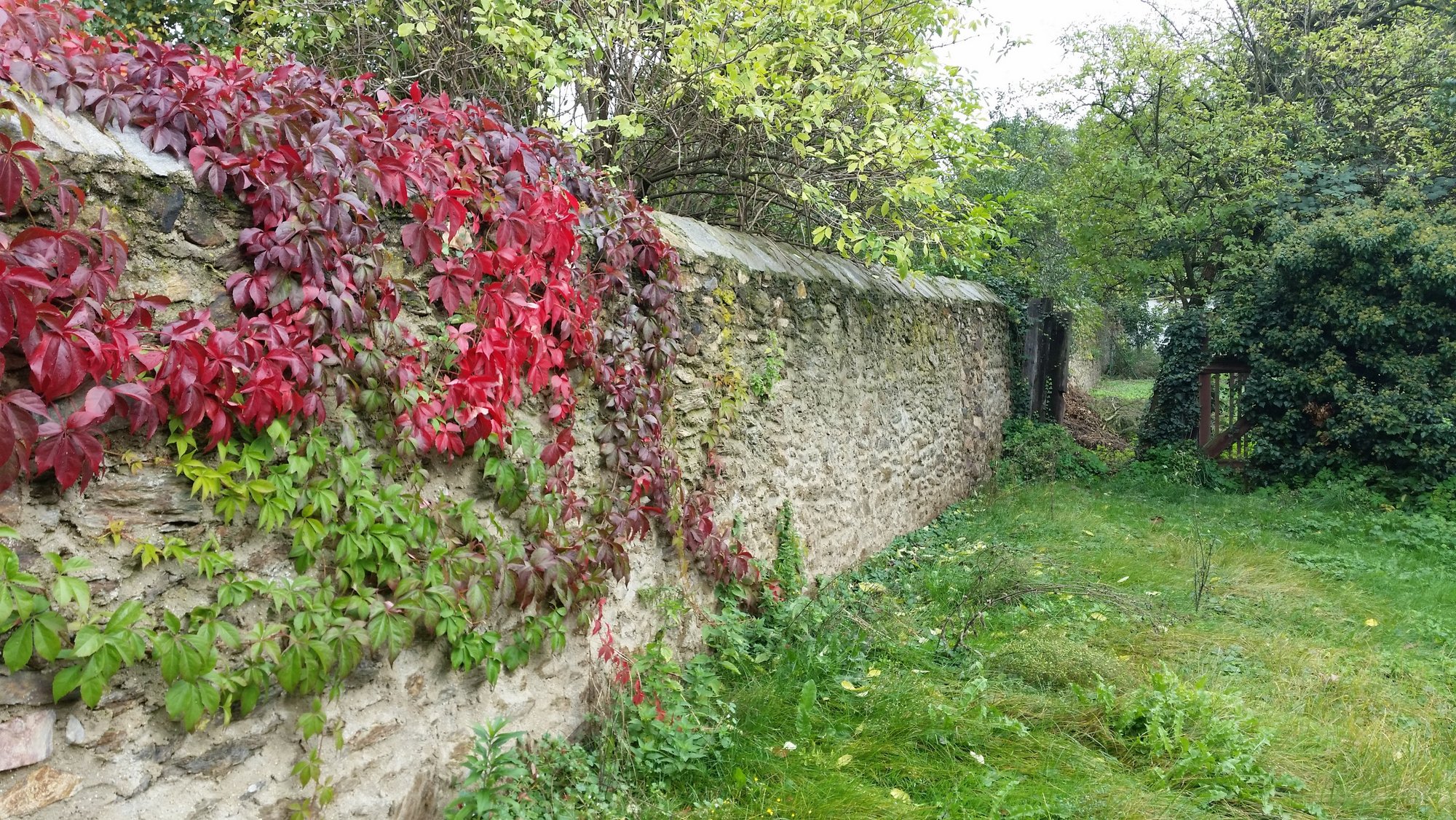 alte Mauer mit Efeu und wildem Wein bewachsen