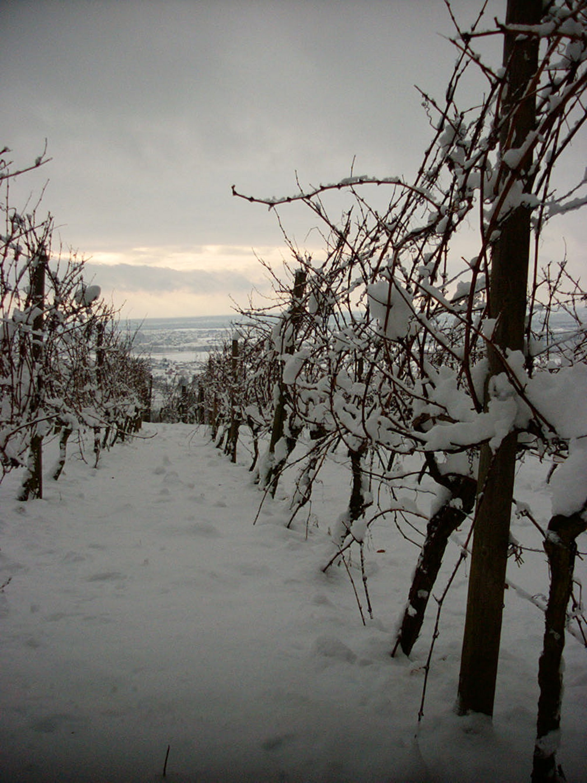 Weinreben mit Schnee bedeckt
