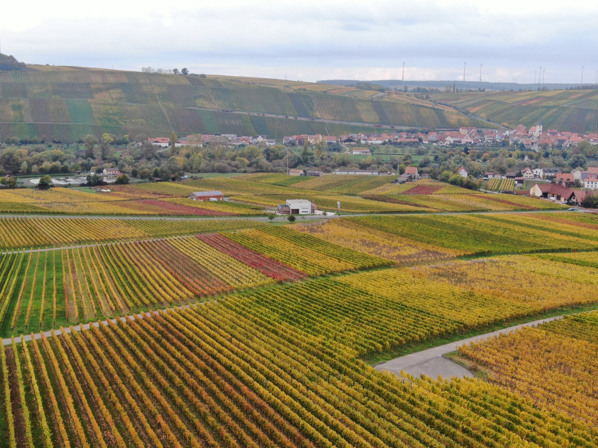 Bild zeigt Weinberge im Herbst von oben