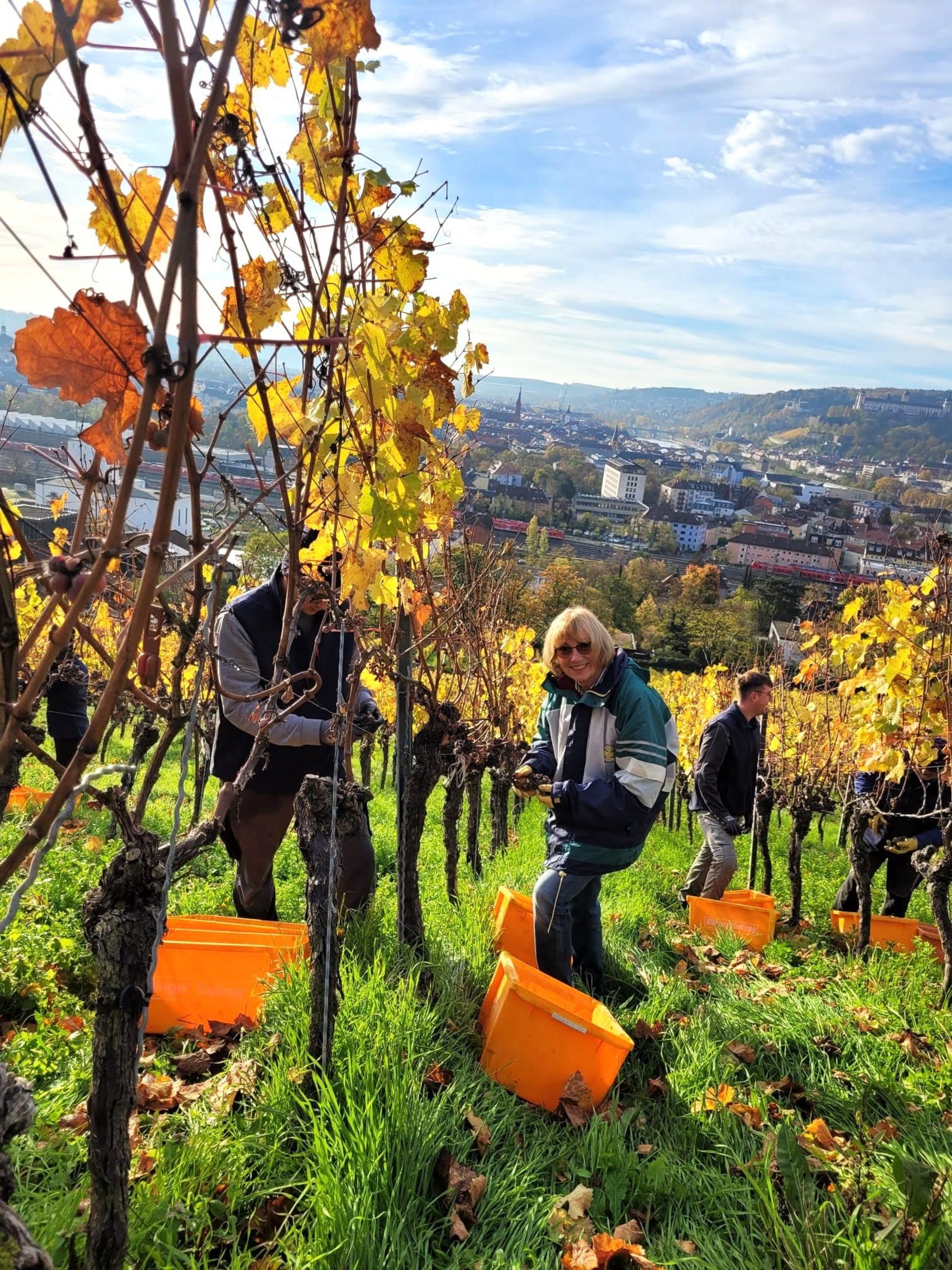 Weinlese am Würzburger Stein für edelsüße Weine
