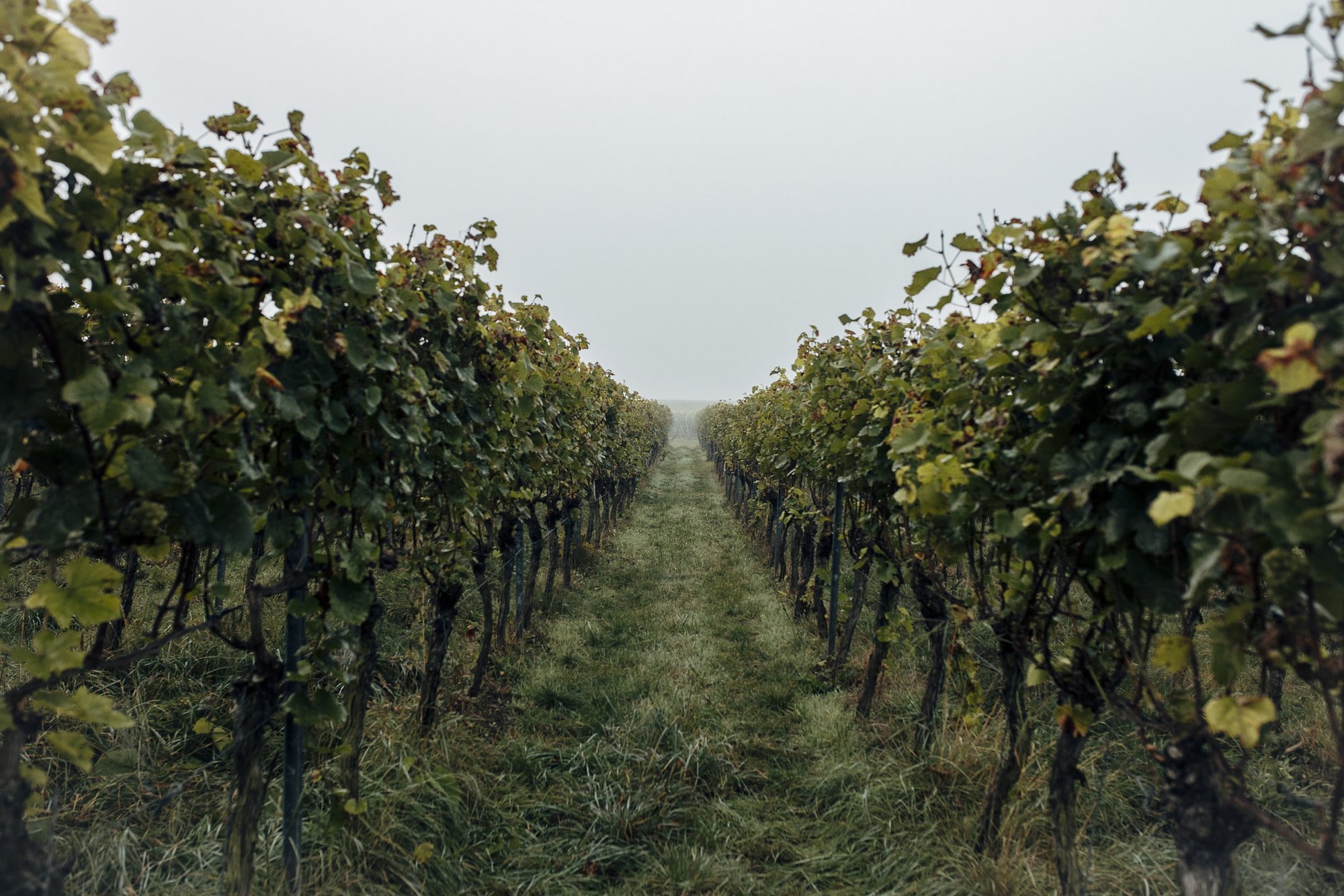 Mystischer Weinberg von Drei Zeilen Wein im Nebel