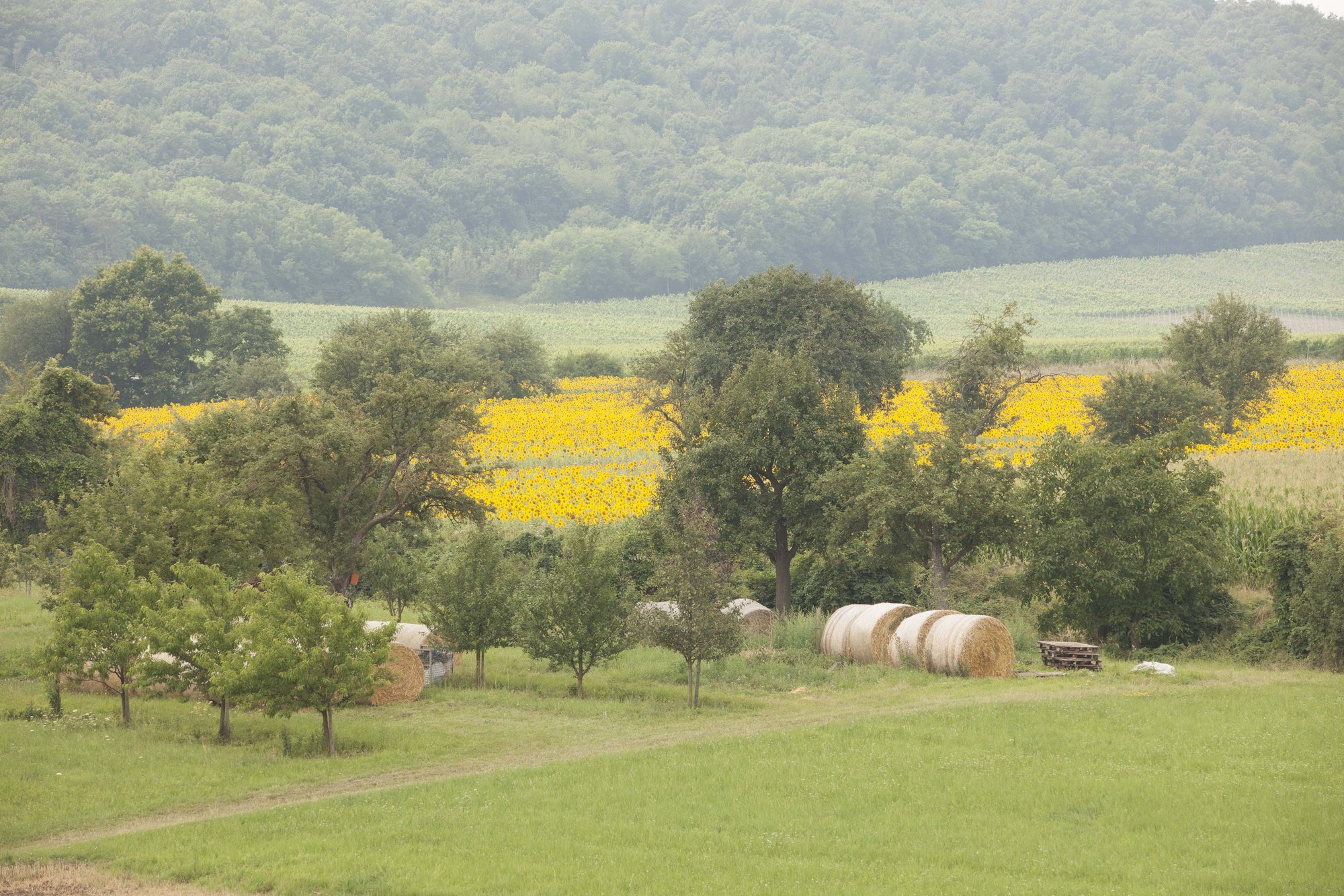Wiesen Wald Weinberge