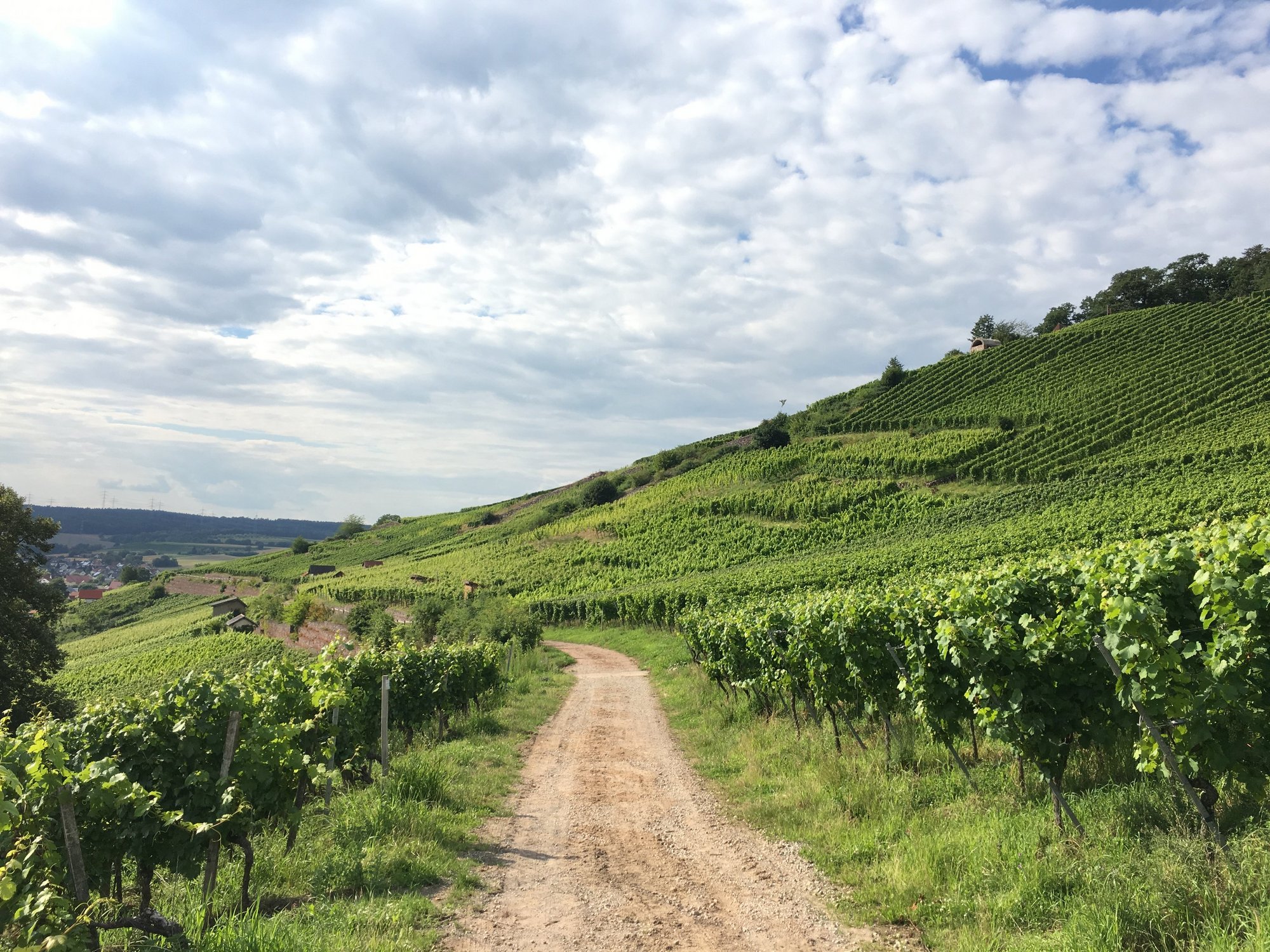 Blick auf einen geschlungenen Weg im Weinberg.