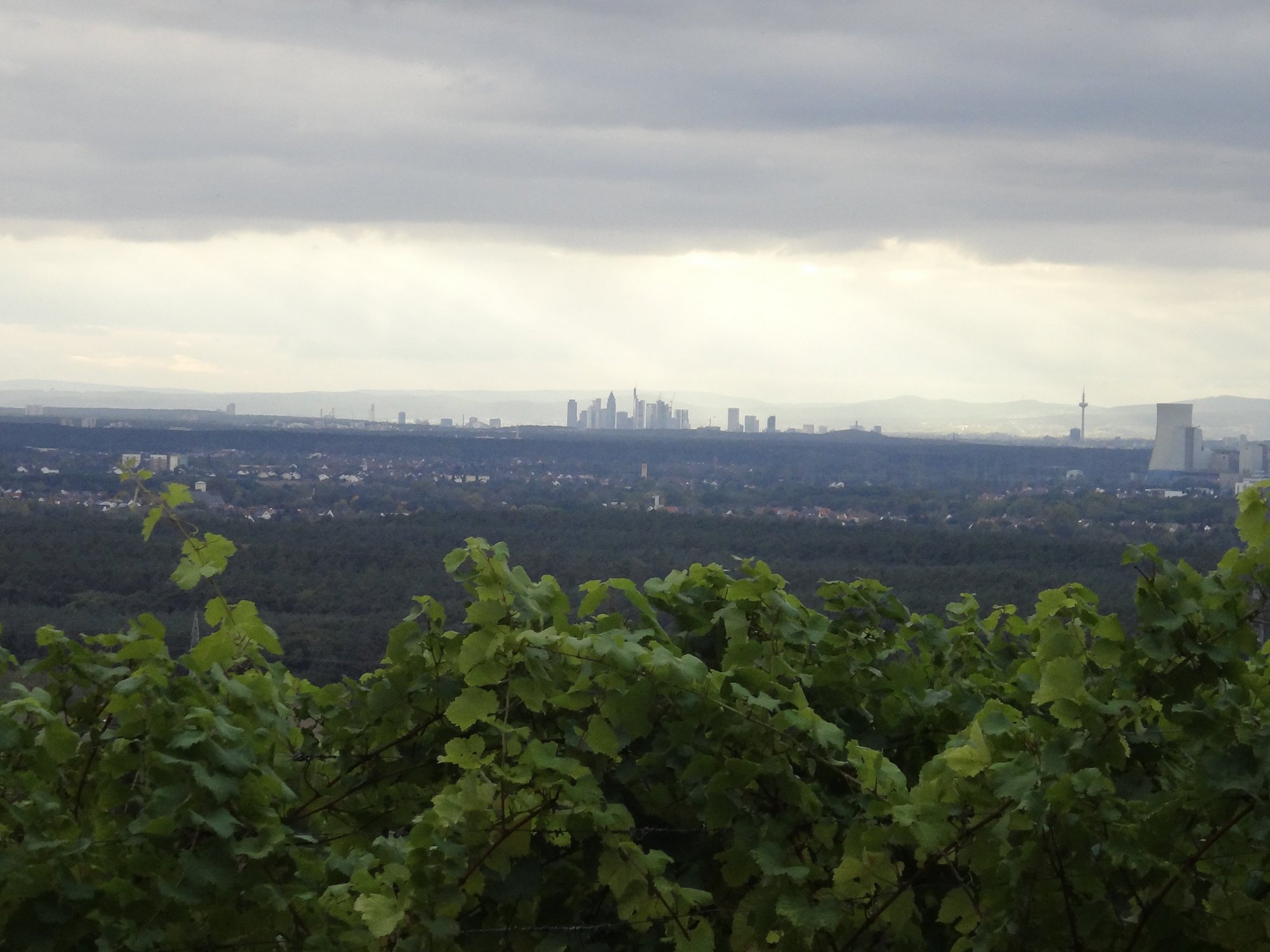 Blick vom Weinberg bis zur Skyline von Frankfurt/Main
