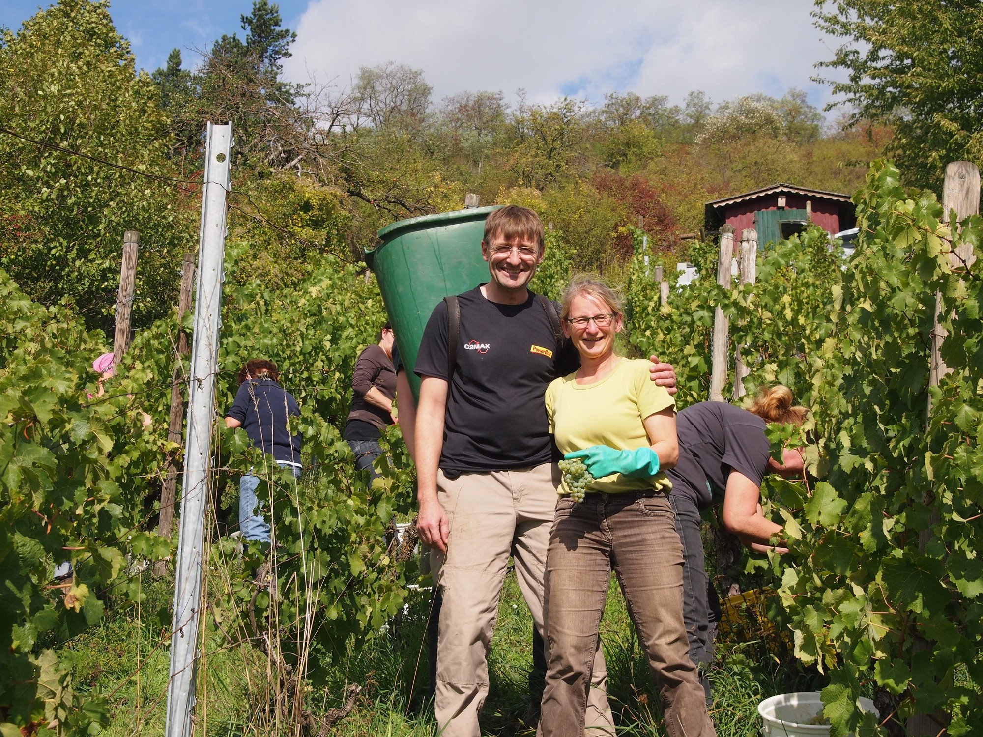 Weinlese