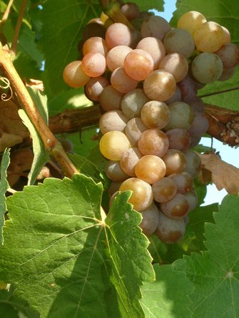 Reife Traube vom Traminer. 