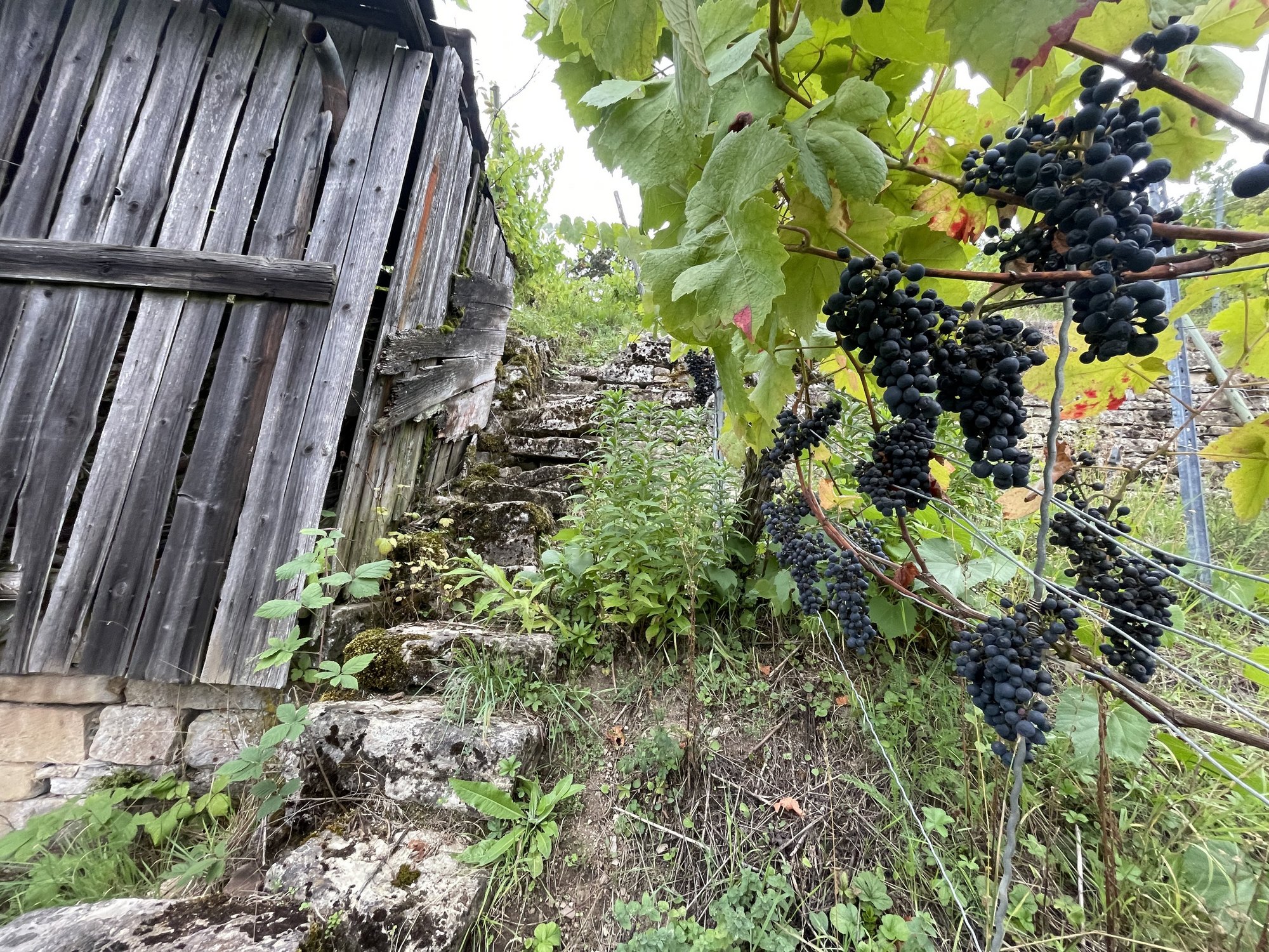 Weinbergshütte Rotweinreben