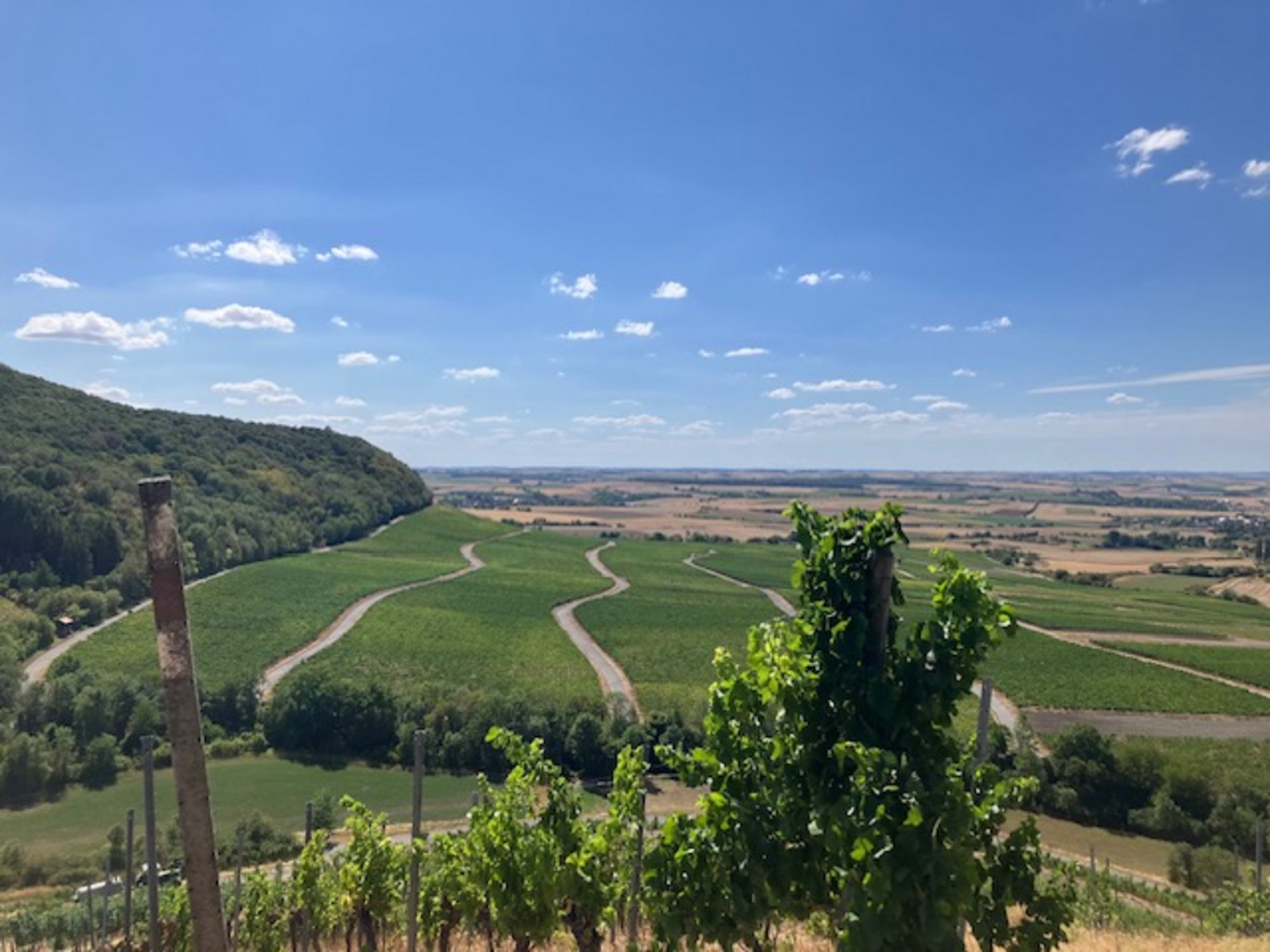 Hüttenheimer Weinberge