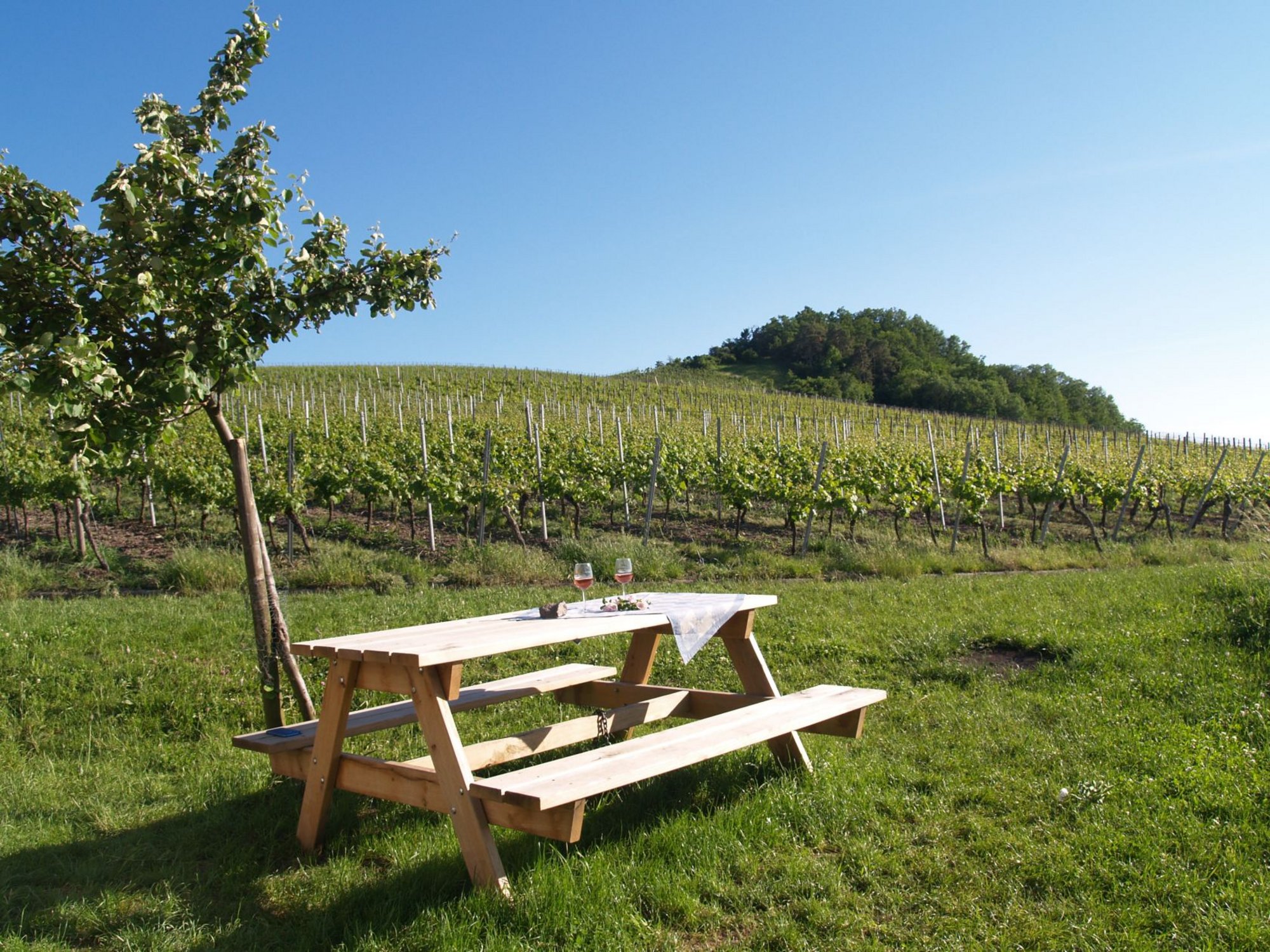 Rastplatz/Bank am Tannenberg von Hüttenheim