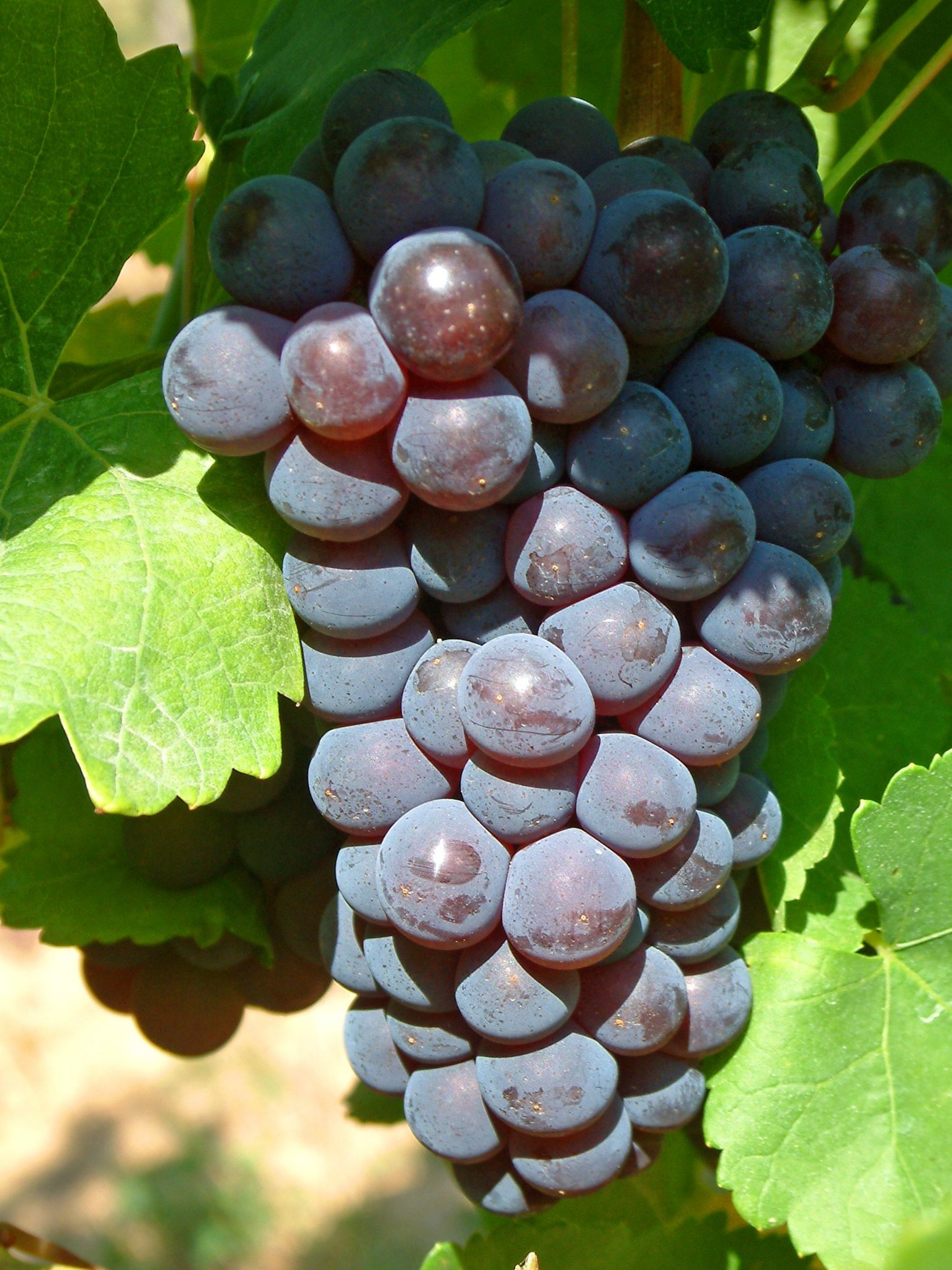 Es ist eine reife Traube vom Blauen Silvaner zu sehen. 