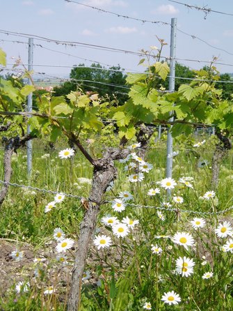 Margeriten im Weinberg