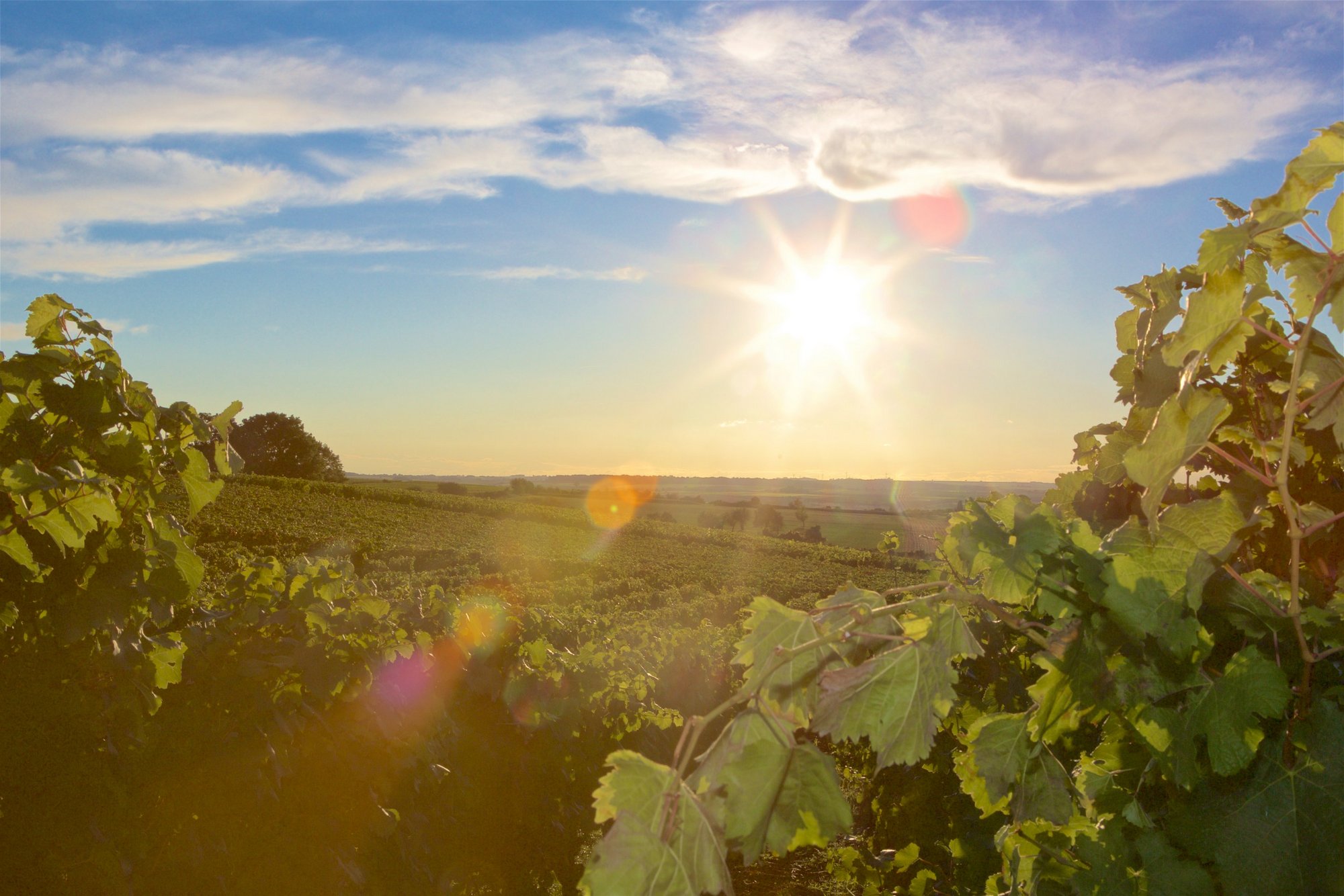 Sonne zwischen den Reben