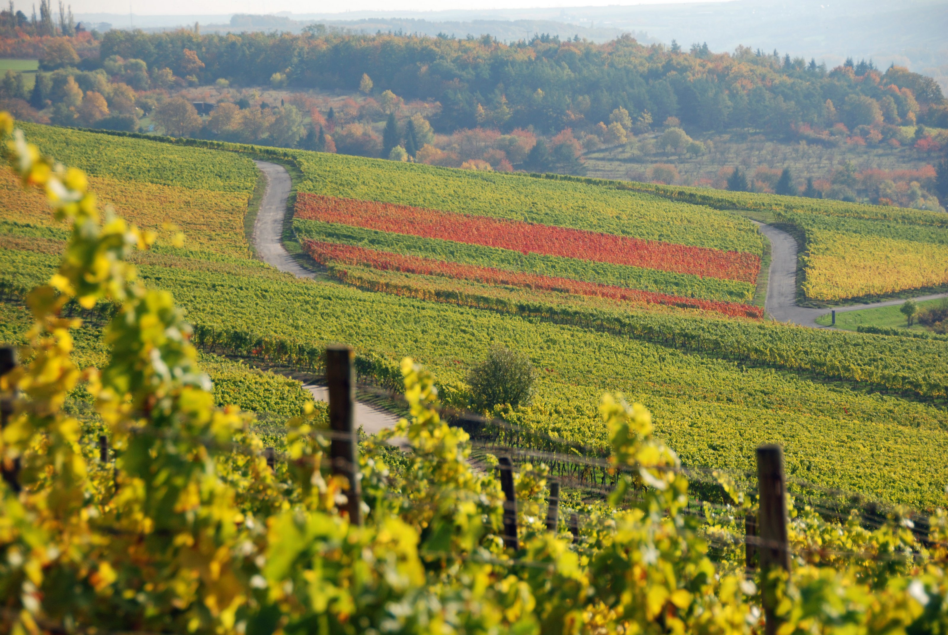 Ein Blick auf den Eibelstadter Kapellenberg im Herbst (Herbstverfärbung grün, gelb, gold und rot). 